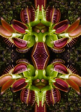 Dionaea 1c, 2016