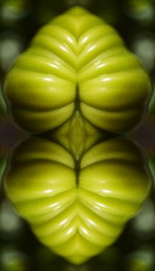 Solanum 2b, 2016